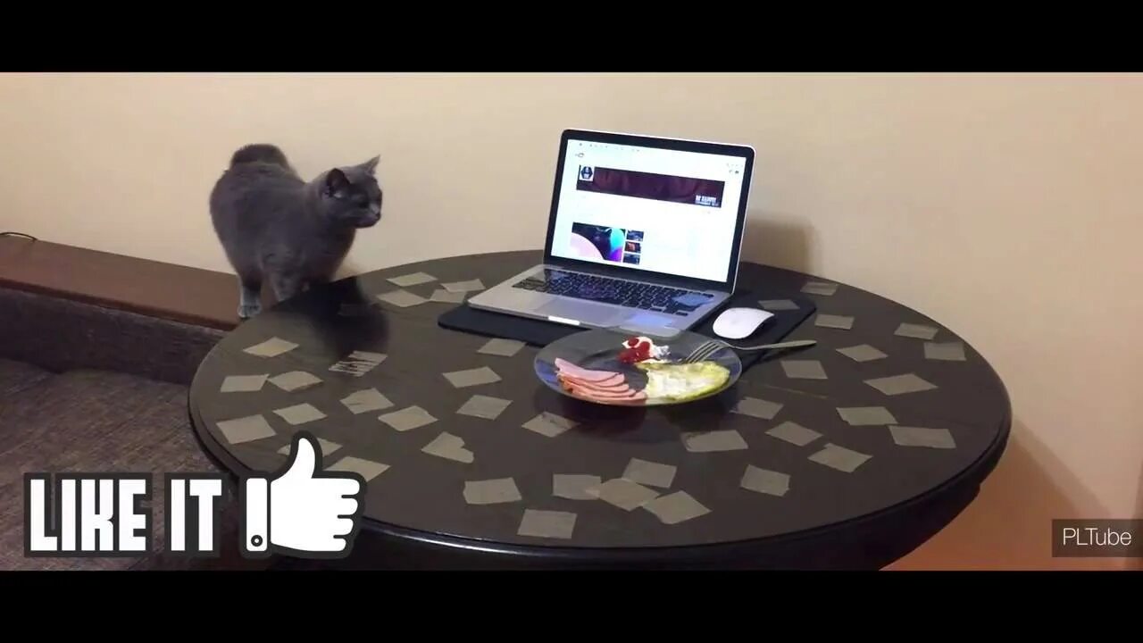 Как отучить кота лазить на стол. Отучить кота лазить по столам. как отучить кота лазить по столам. отучить кота лазить по столам с помощью скотча. как можно отучить кота лазить по столам.