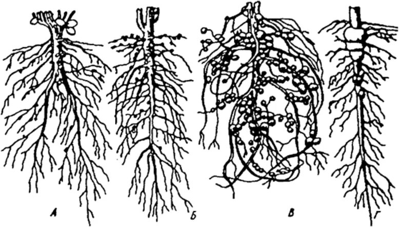 Корневые клубеньки бобовых. Клубеньки на корнях. Клубеньки с азотфиксирующими бактериями. Клубеньки на корнях люпина. Клубенек гороха