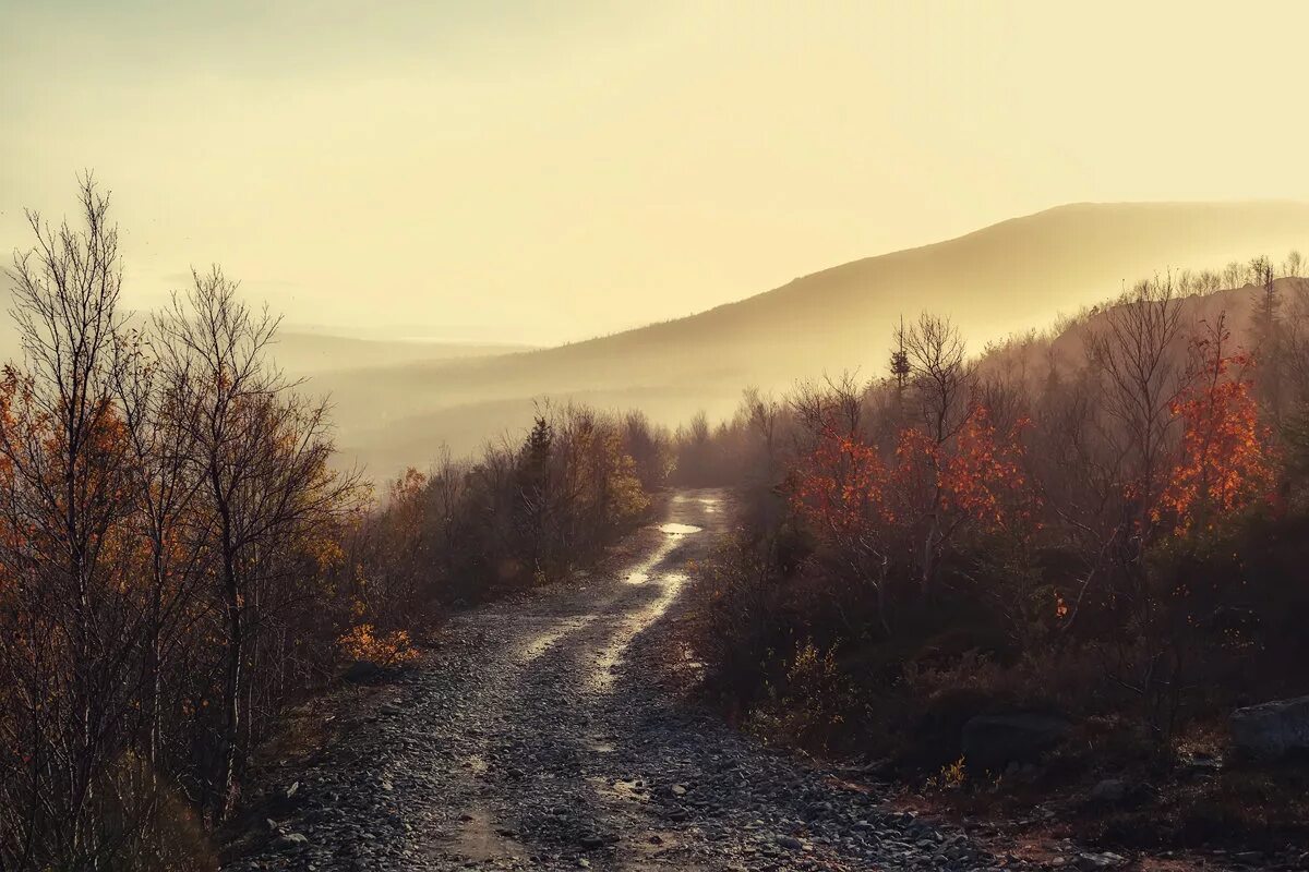 поздняя хмурая осень. лес поздней осенью. поздняя осень. тропа беловежская пуща. поздний х.