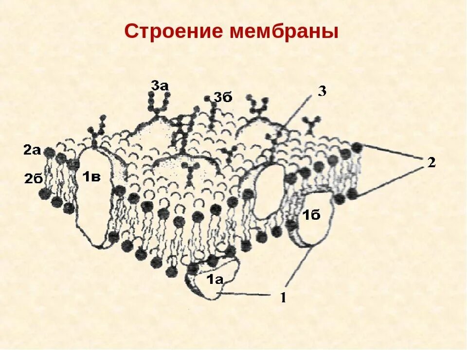 Наружная клеточная мембрана строение рисунок. Строение клеточной мембраны рисунок. Строение наружной клеточной мембраны. Структура клеточной мембраны.