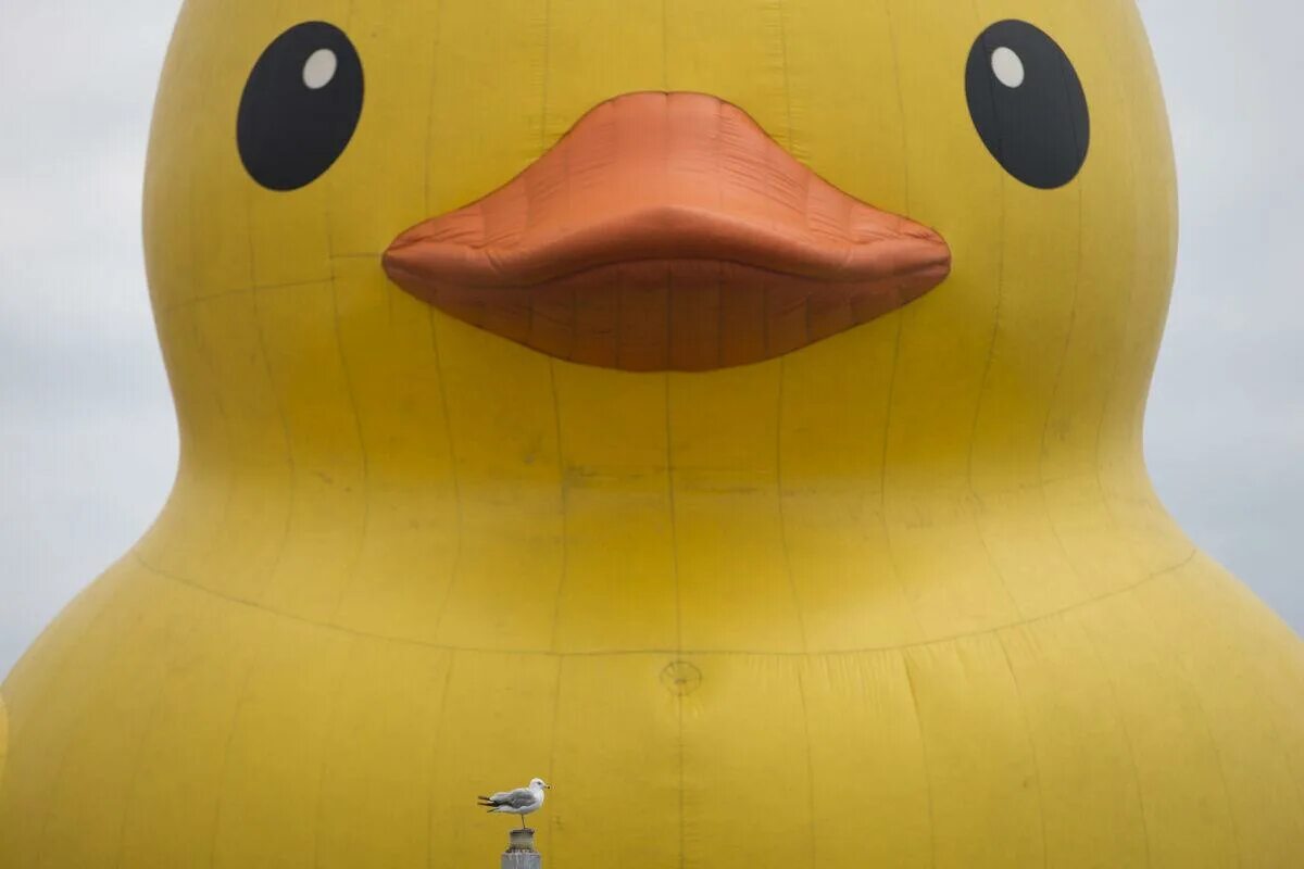 Make a duck