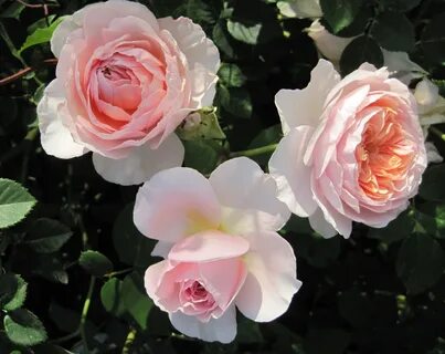 Will rose
