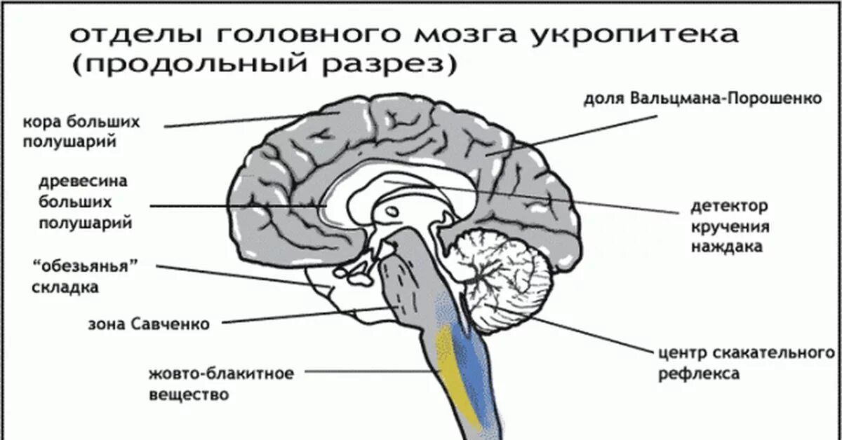 Основные отделы головного мозга на продольном срезе. Схемы всех отделов головного мозга. Наружное строение головного мозга. Основные отделы головного мозга на продольном разрезе.