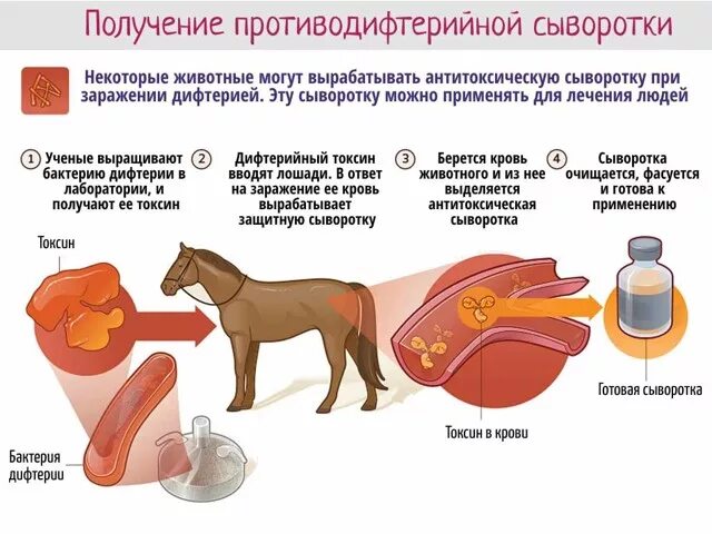 После введения сыворотки в организме. Схема получения лечебной сыворотки. Сыворотка от дифтерии. Антитоксическая противодифтерийная сыворотка. Схема введения противодифтерийной сыворотки.