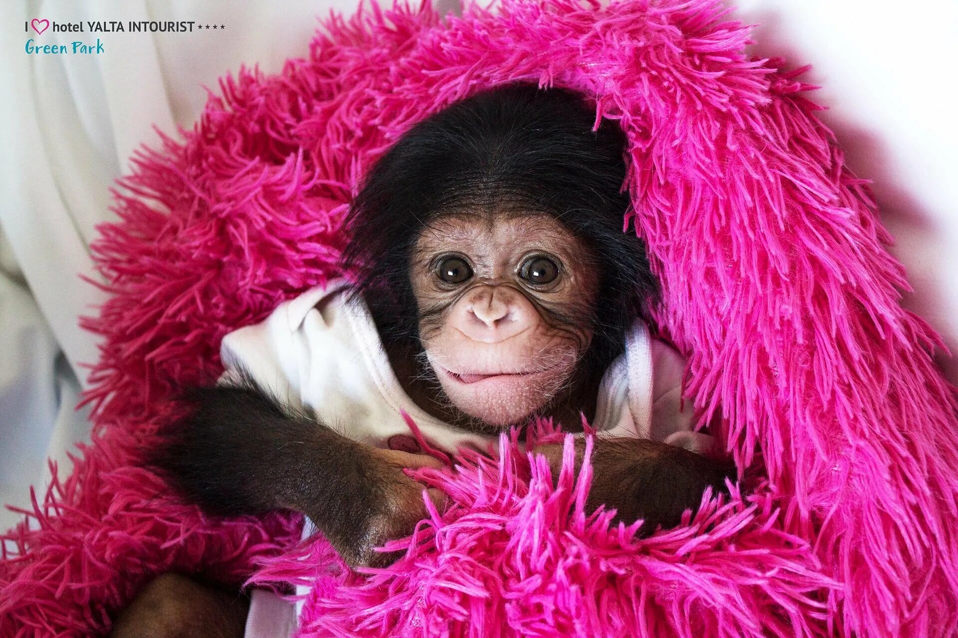 Розовая обезьяна. Обезьянка в одежде. Обезьянка с бантиком. Маленькая обезьянка с бантиком.