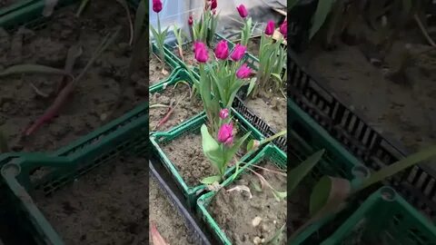 Какой срез у тюльпанов