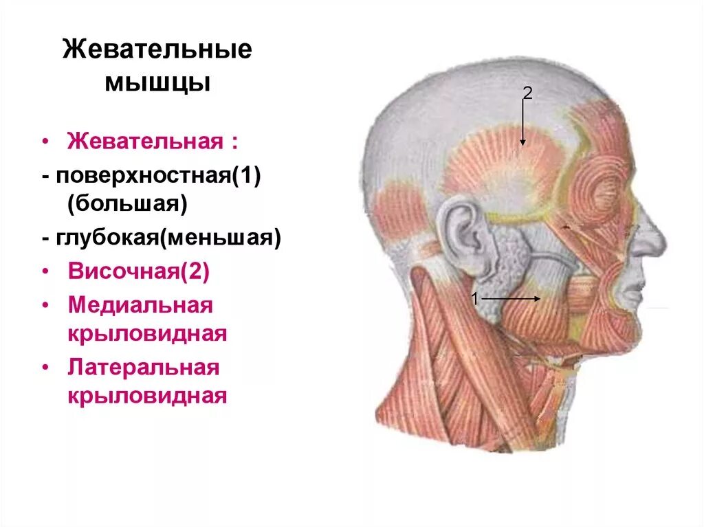 Жевательные мышцы лица анатомия сбоку. Жевательные мышцы головы анатомия. Жевательные мышцы головы анатомия. Masseter). Ход волокон жевательной мышцы (m.