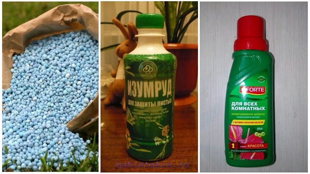 Земля для луковичных. Удобрение для амариллисовых. удобрение для луковичных цветов. удобрение для луковичных цветов комнатных. удобрения для луковичных цветущих.