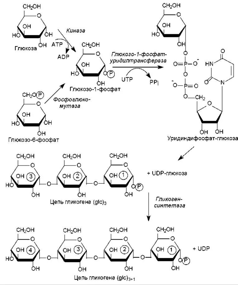 Ферменты превращения глюкозы в гликоген. Биосинтез гликогена схема процесса. Биосинтез гликогена схема. Синтез олиго и полисахаридов. Схема синтеза олиго и полисахаридов.