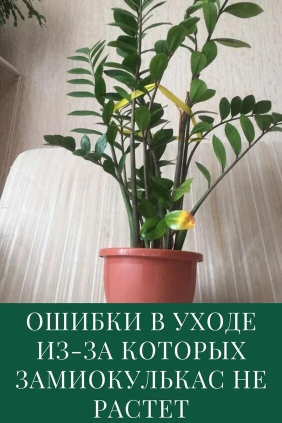 Замиокулькас уход полив пересадка. Замиокулькас цветок. замиокулькас долларовое дерево. замиокулькас буавена. фикус замиокулькас.