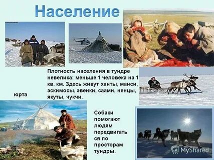 Лесотундра хозяйственная деятельность человека