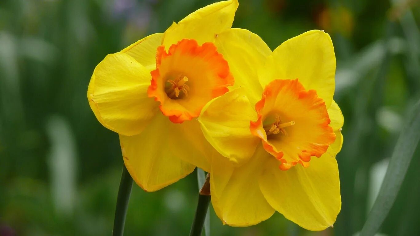 Желтые цветочки фото название. Нарцисс Карлтон. Нарцисс оранж Джус. Нарцисс Pipit.