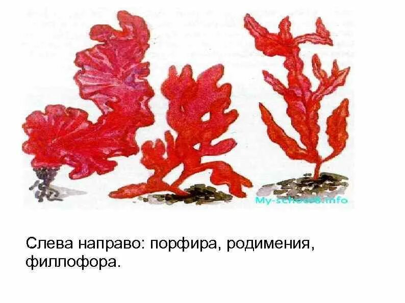 Филлофора это какая водоросль. Порфира филлофора. красные водоросли родимения. красная водоросль ламинария порфира.