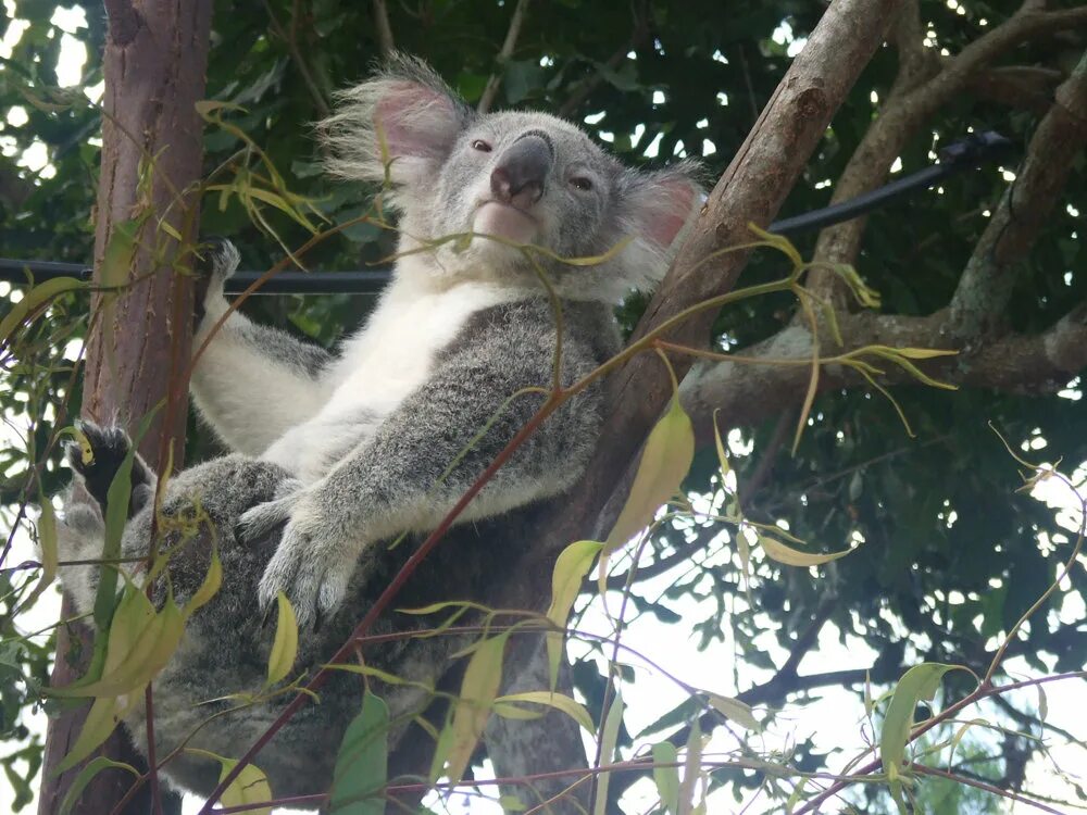 Австралия малайзия. Koala Bear on a Tree. Коала на дереве вид снизу фото.