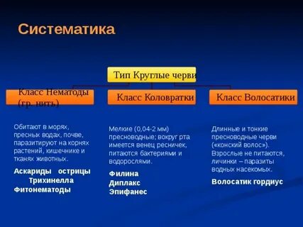 Систематические группы животных круглые черви