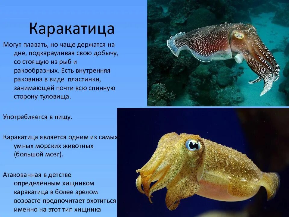 Класс головоногие симметрия. Класс головоногие моллюски каракатица. каракатица головоногих моллюсков. каракьттица среда обитания. описание сепии.