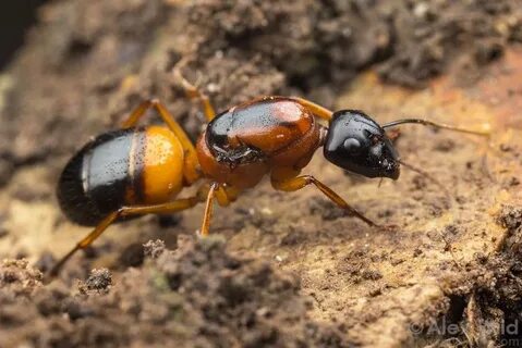 Bees ants