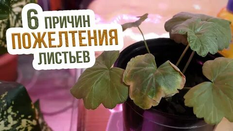 Чем поливать цветы чтобы не желтели листья