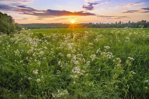 Деревенская трава