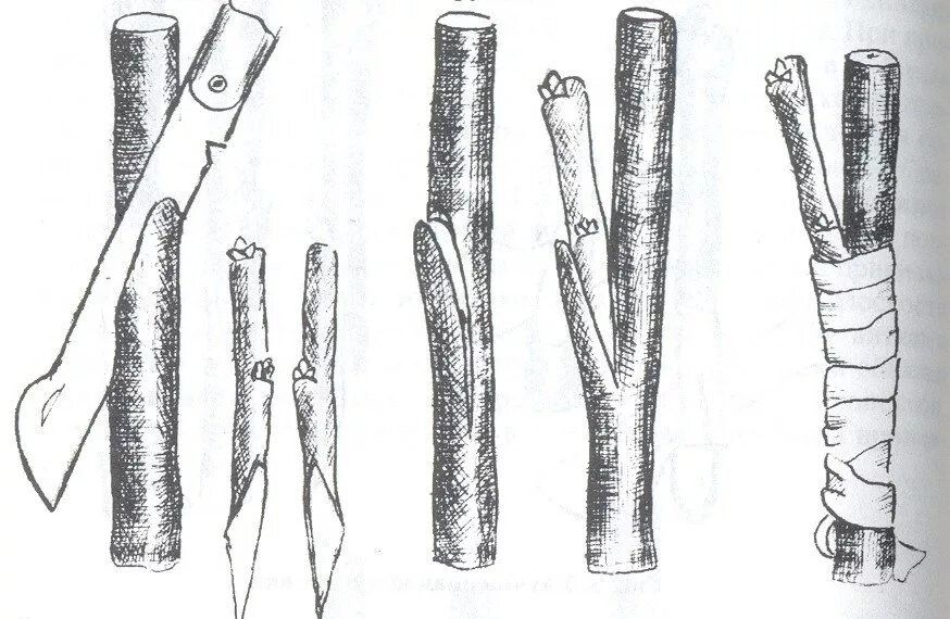 Как делать прививку яблони. Прививка яблони в боковой зарез. Прививка яблони окулировкой. Весенняя прививка яблонь черенками. Прививка черенков яблони весной.