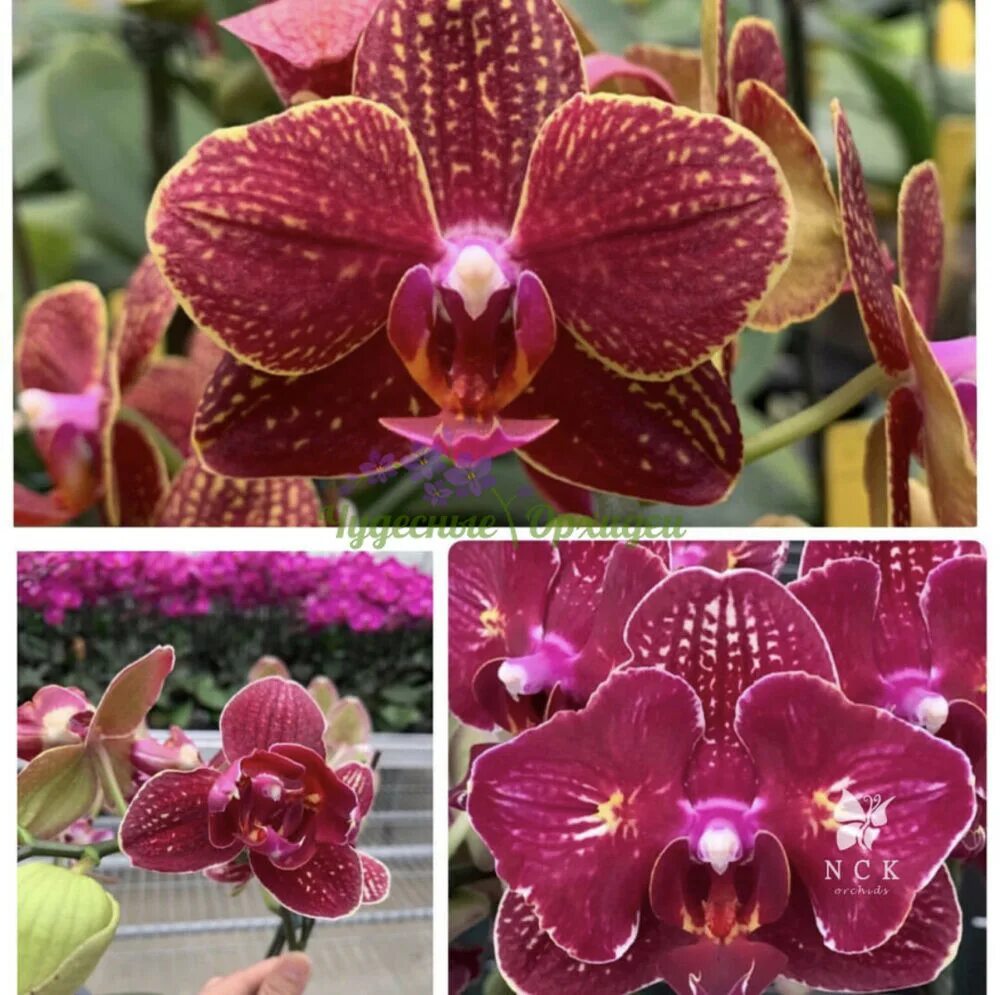 Фаленопсис hsin claire 551. Орхидея i hsin claire 551. Орхидея phalaenopsis kimono. Орхидея феникс пелорик. Орхидея hsin cherry boom.