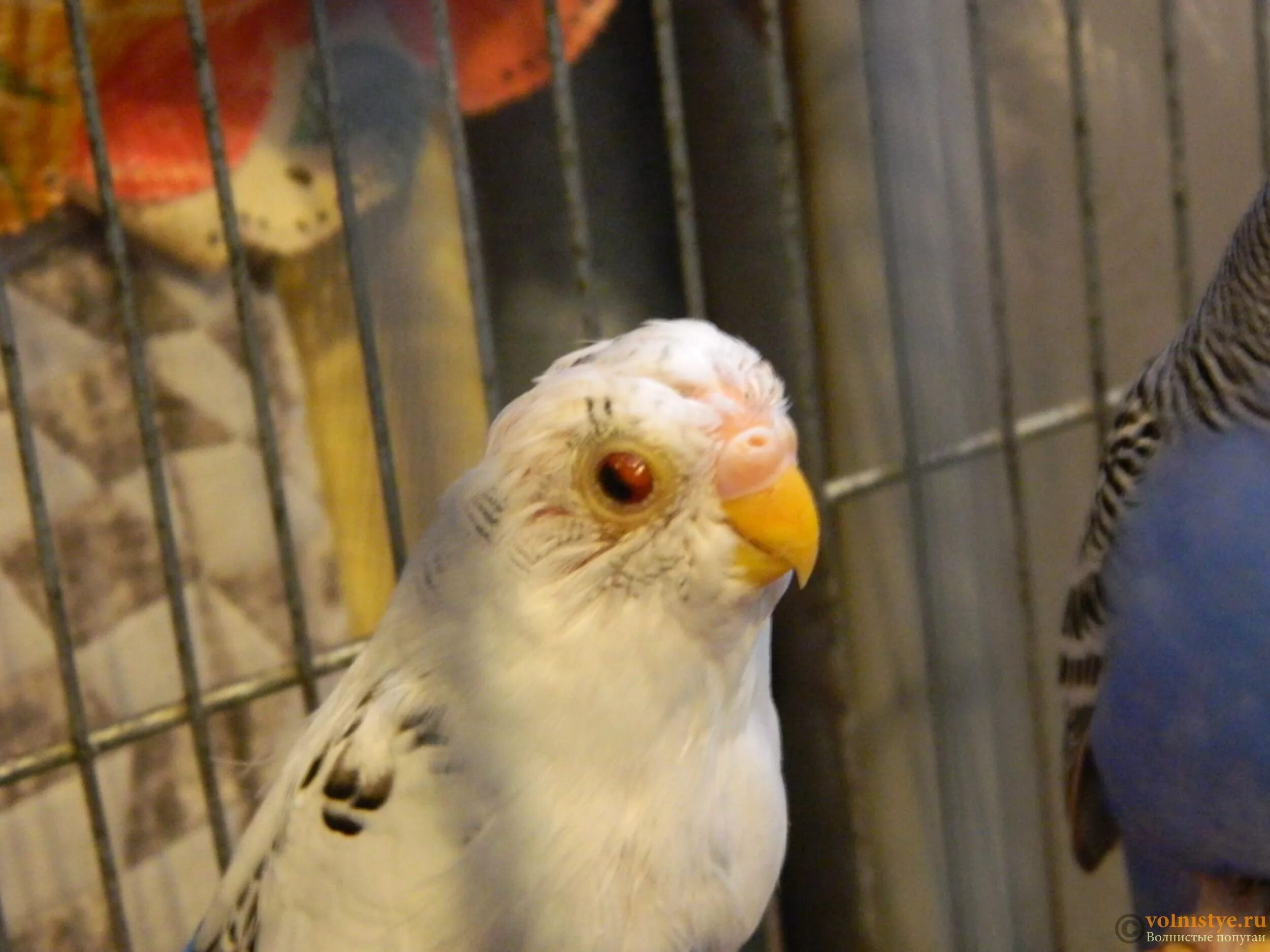 Смесь попугайных. Попугайная могилев. Попугайная минск. Попугайная гомель. Попугайня могилев.