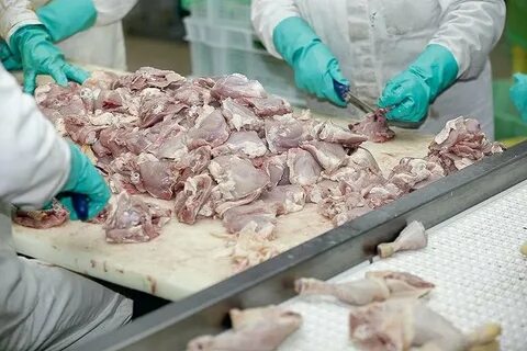 Экспертиза мяса птицы