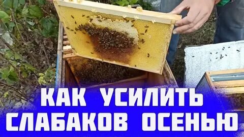 Слабые пчела