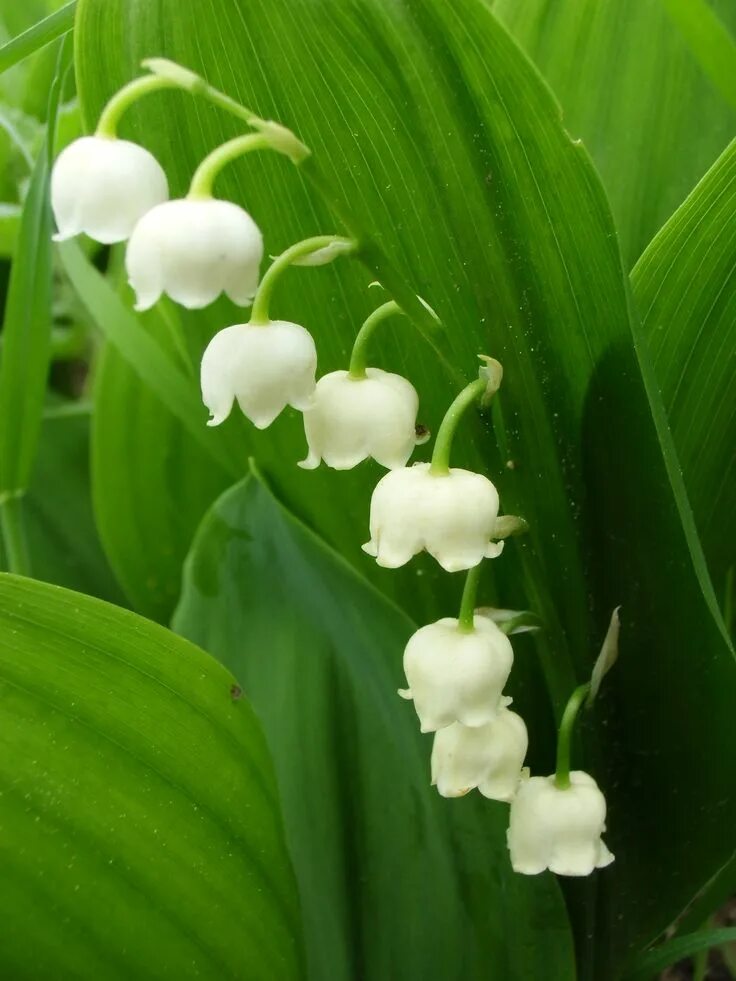 Саженцы ландыш Агродекор White AGRO1718 1 шт. - купить в Компания АгроДекор, цен