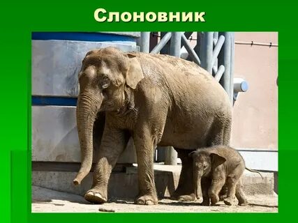 Презентация животные зоопарка