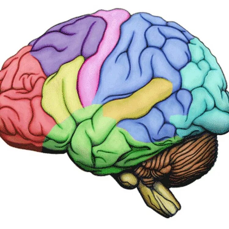 Картинки головного. Разноцветный мозг. Головной мозг ребенка. Головной мозг человека для детей. Мозг человека для дошкольников.