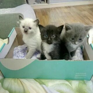 Котята в суровикино свежие объявления
