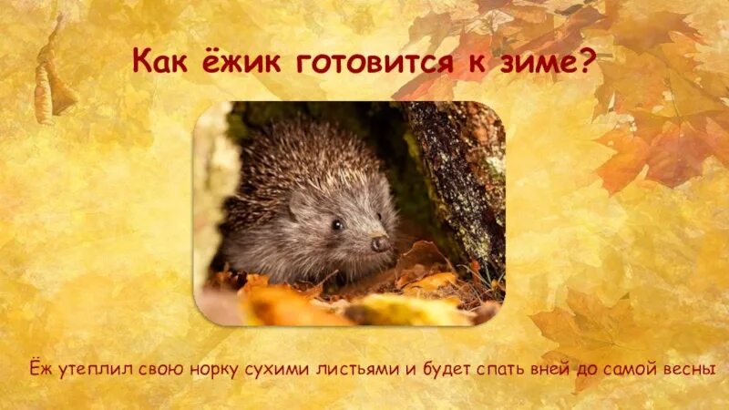 Как ежик готовится к зиме. Еж готовится к зиме. как еш к зиме готовитув. как ежи готовятся к зиме.