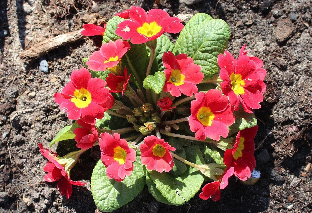 примула гетор блу. примула франческа. примула подушковидная. примула франческа. примула.