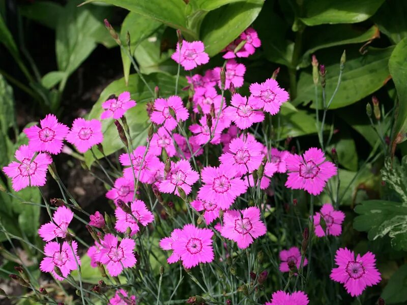 Гвоздика травянка. Гвоздика травянка (Dianthus deltoides). Гвоздика травянка Альпийская. Гвоздика травянка многолетняя. Гвоздика травянка посадка и уход