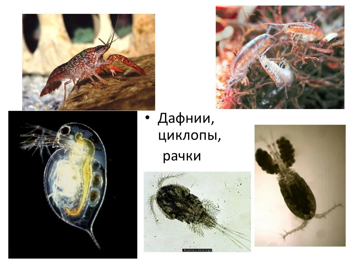 Дафния цепь питания. Рачки дафнии и циклопы. Дафнии циклопы бокоплавы. Класс ракообразные дафнии циклопы. Мелкие рачки дафния Циклоп.