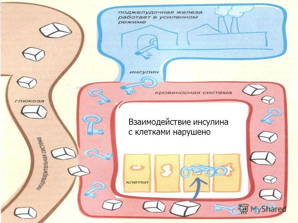 Механизм регуляции глюкозы в крови. Инсулин по кровеносной системе. Малый и большой круг кровообращения человека схема. Прохождение инсулина по кровеносной системе. Соотношение инсулин глюкагон.