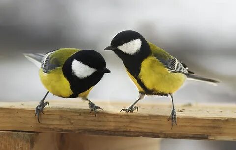 A pair of Great Tits.