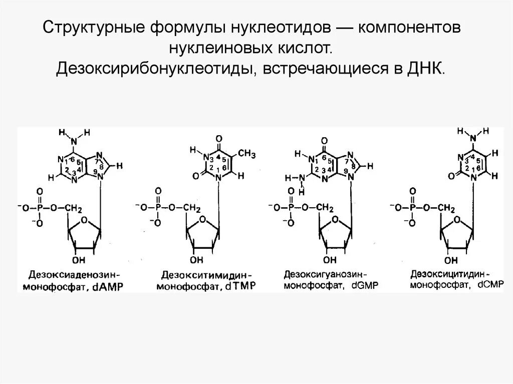 Формулы нуклеотидов