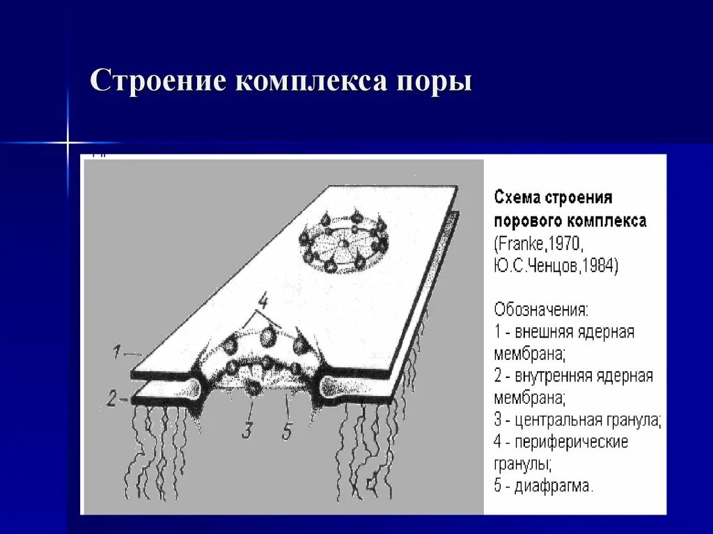 Следующее строение. Строение ядерного порового комплекса. Комплекс ядерной поры строение. Строение порового комплекса ядерной поры. Схема поровый комплекс ядерной оболочки.