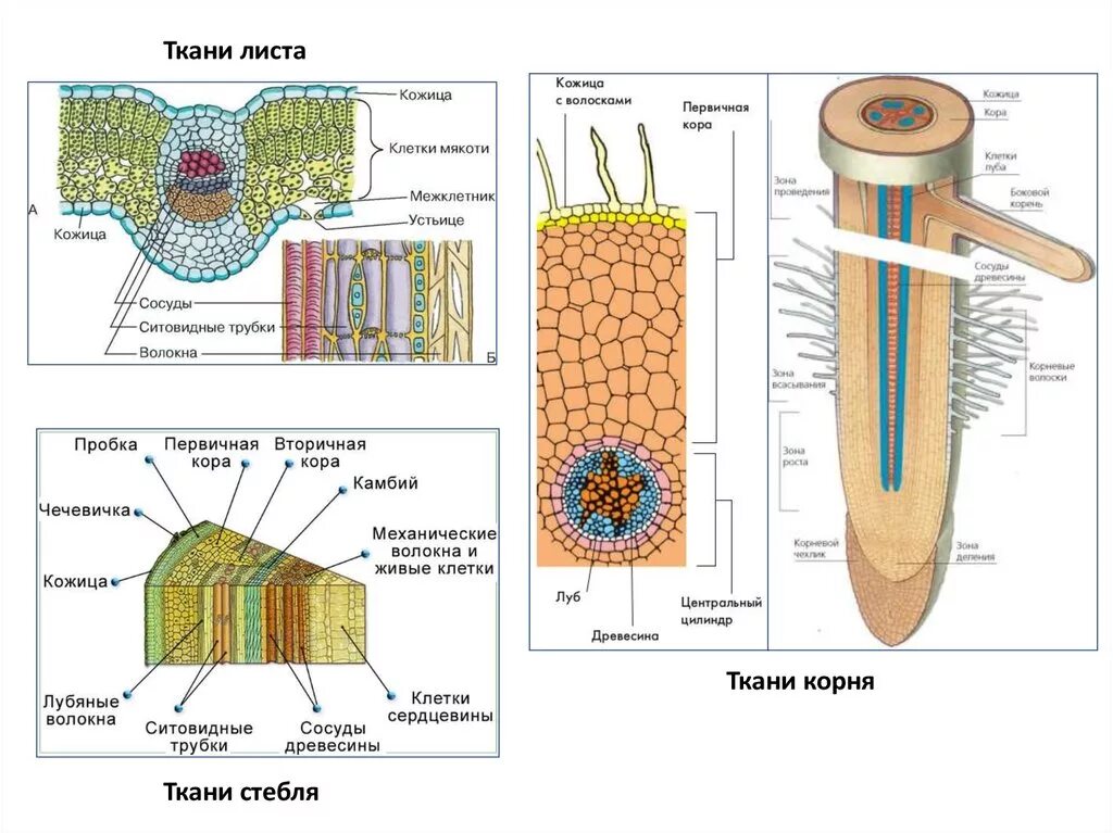 Какие ткани есть в корне растения. Строение тканей высших растений. Ткани растений волоски корня. Строение корня ткани. Внутреннее строение стебля.