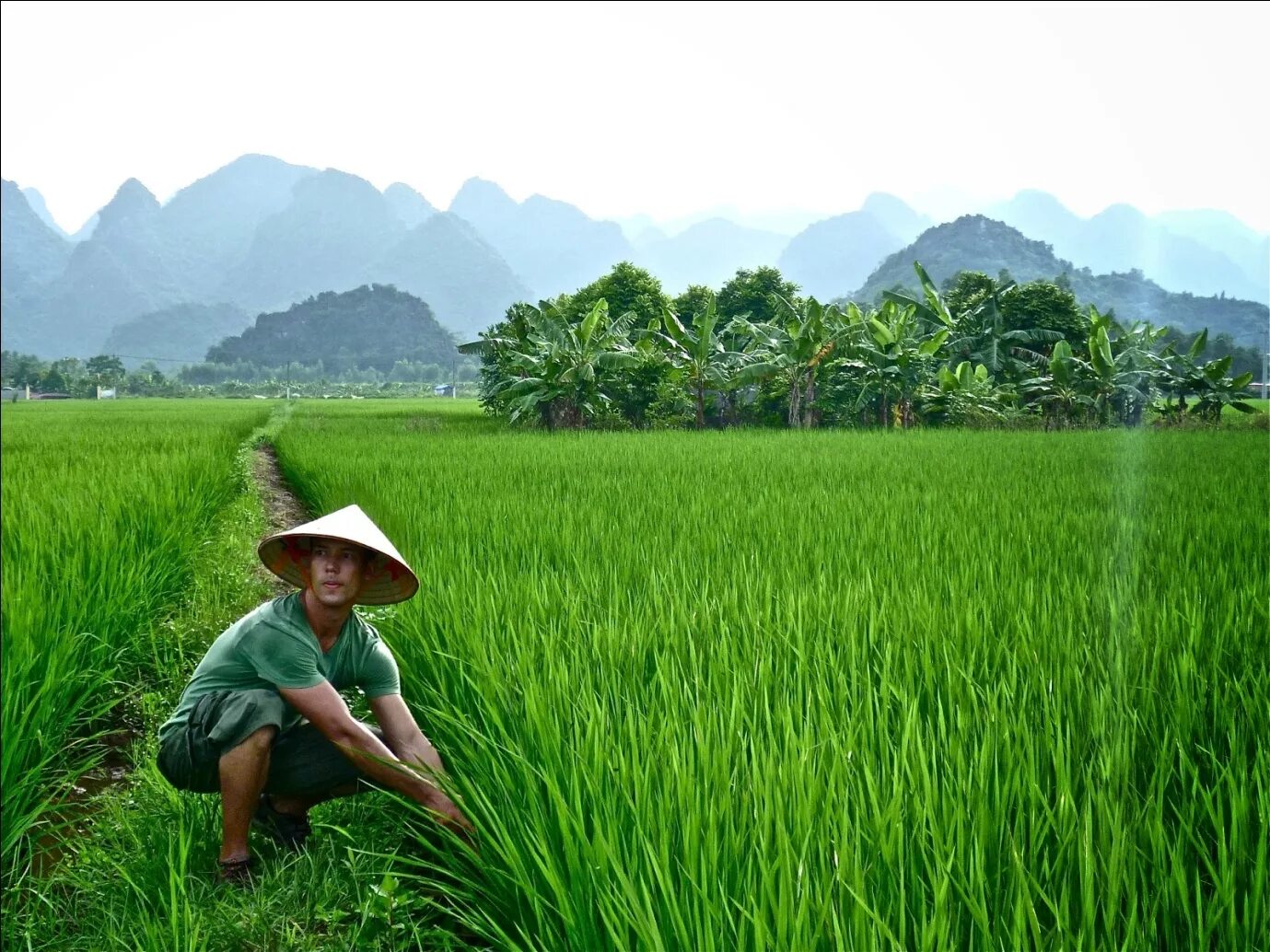 Люди рисовых полей. Рисовые плантации во вьетнаме. Травяной человек. Плантации питаи вьетнам. Рисовое поле сбор.