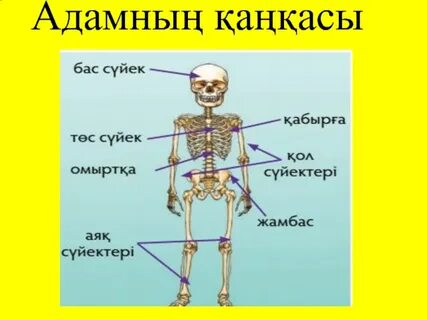 Дәретханада порно видео көру