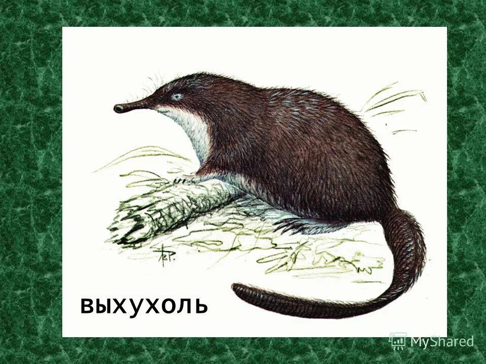 Пиренейская выхухоль. Обыкновенная кутора. Русская выхухоль desmana moschata linnaeus, 1758. Русская выхухоль. Пиренейская выхухоль.