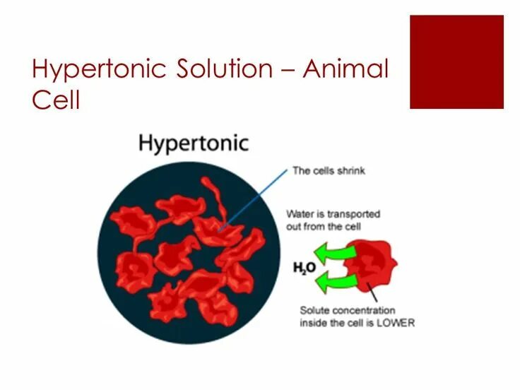 Cell solutions. Hypotonic solution. the solution is hypertonic, isotonic or hypotonic relative to the cell’s cytoplasm..