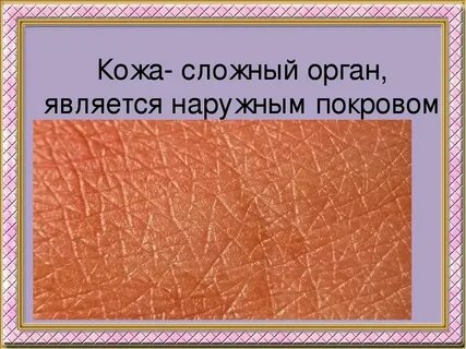 Какая ткань защищает организм