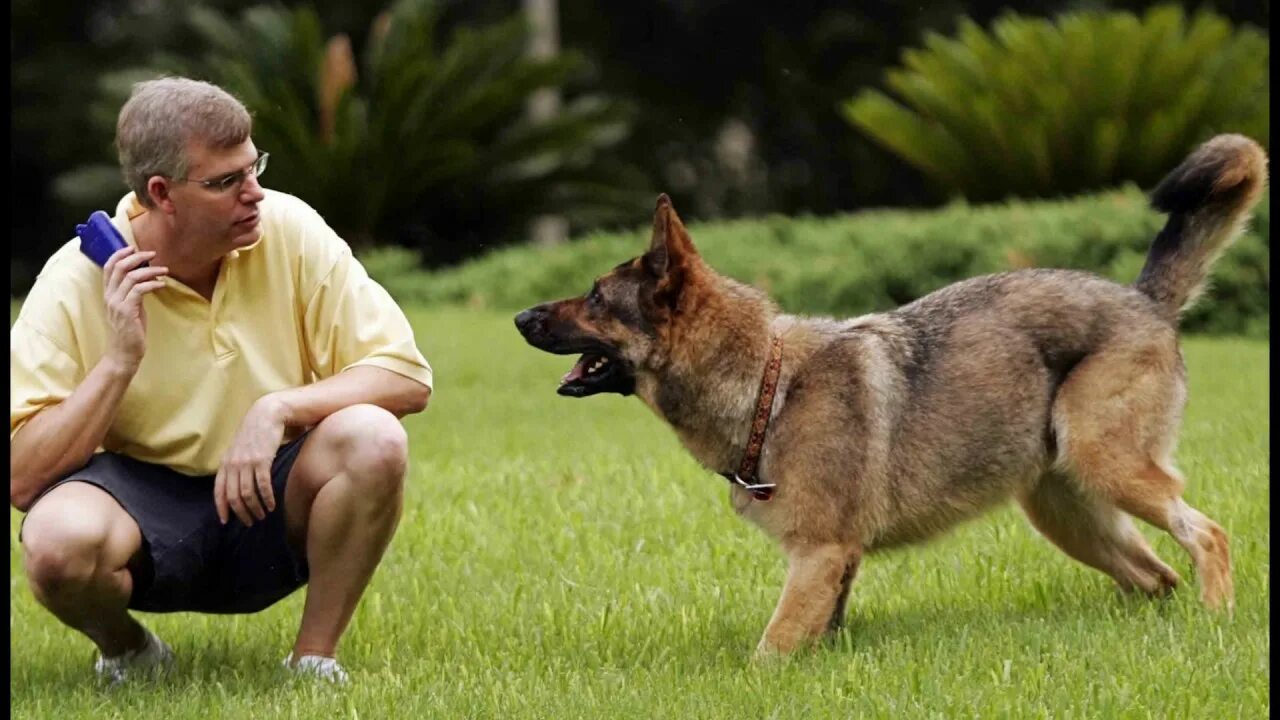 Тренер пес. Собаку дрессируют. Dog trainer is. Тренировка собак. Дрессировка собак.