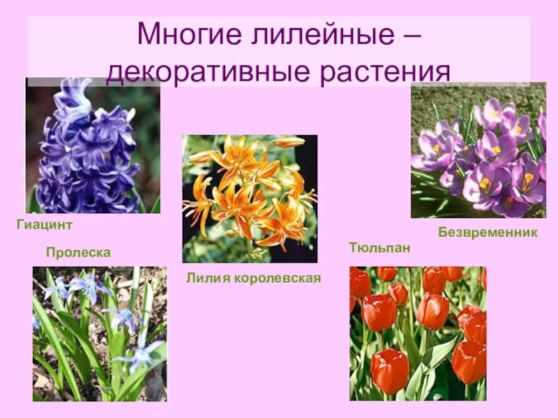 Семейство лилейных класс. Класс однодольные растения. Представители семейства лилейные 6 класс. Семейство лилейных класс. Семейство лилейных класс.