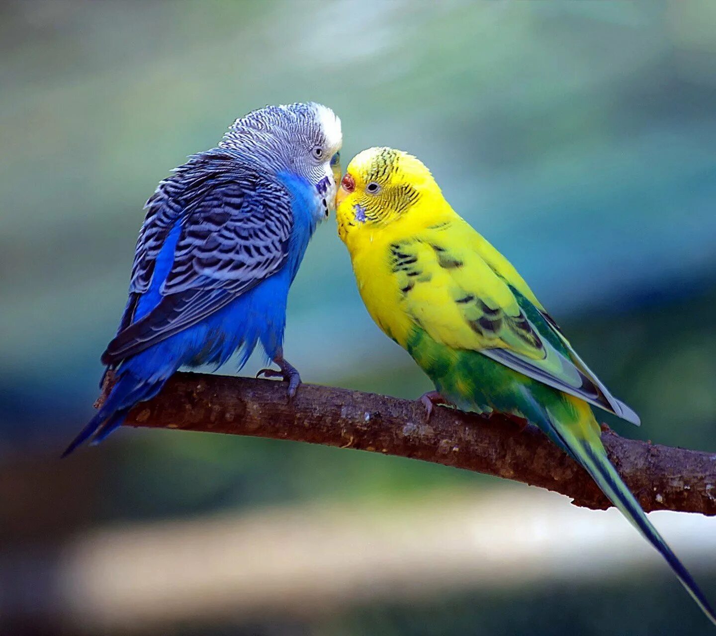 Волнистые попугайчики неразлучники. Волнистый попугай Арлекин. Желтоголовый волнистый попугай. Попугайчики неразлучники в природе.