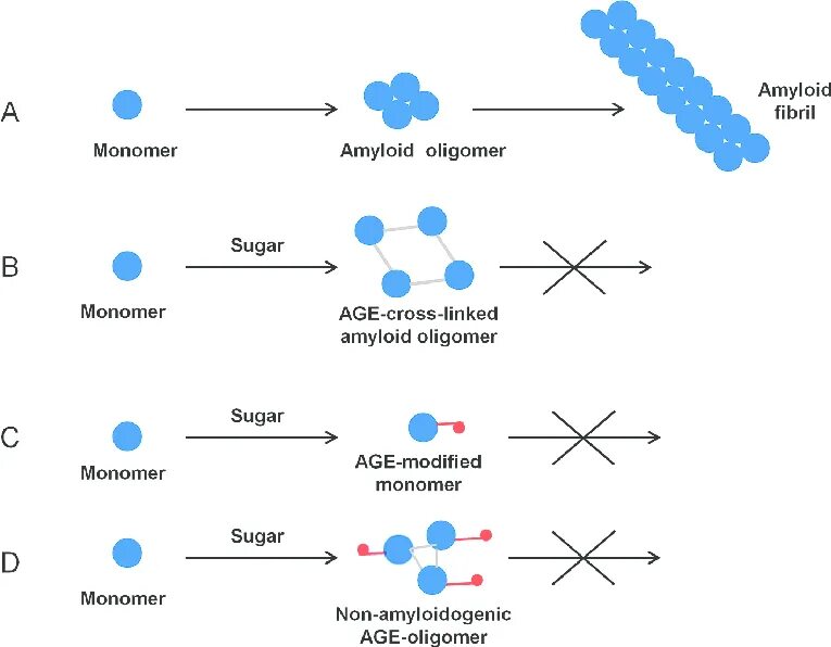 Укажите мономеры белков. Amyloid aggregation.